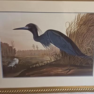 Audubon Reproductions Water Color study: Little Blu Heron