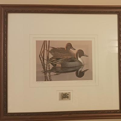 Federal Duck Stamp Print 1982 Phil Scholer "Pintails"