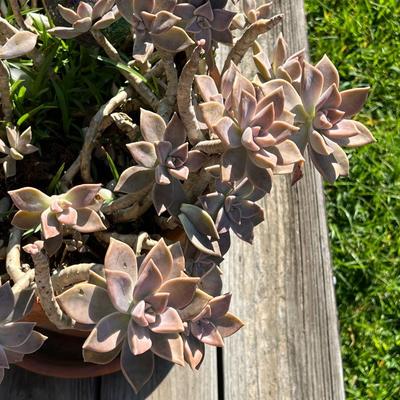 Terracotta Planter With Succulent Plant