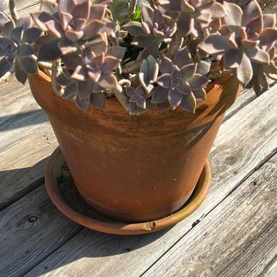 Terracotta Planter With Succulent Plant