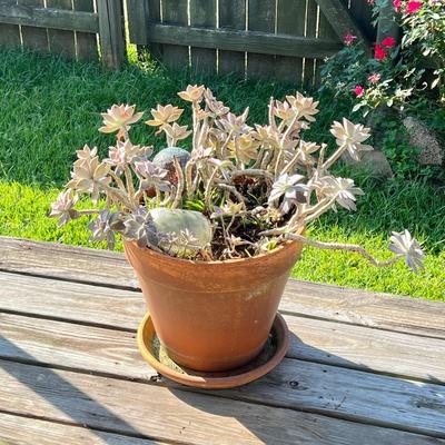 Terracotta Planter With Succulent Plant