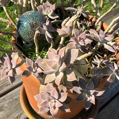 Terracotta Planter With Succulent Plant