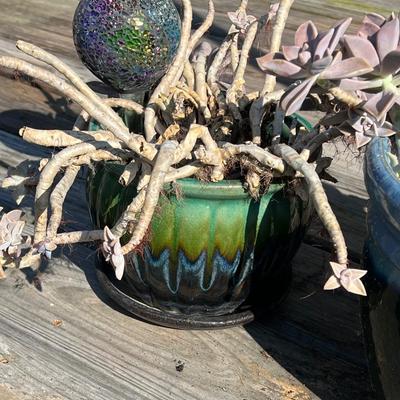 Pair (2) Glazed Terracotta Planters With Succulent Plants