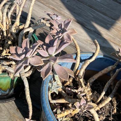 Pair (2) Glazed Terracotta Planters With Succulent Plants