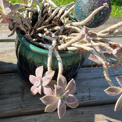 Pair (2) Glazed Terracotta Planters With Succulent Plants