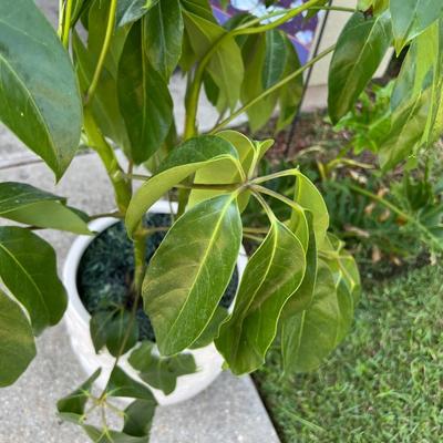 Ceramic Planter With Schefflera Plant