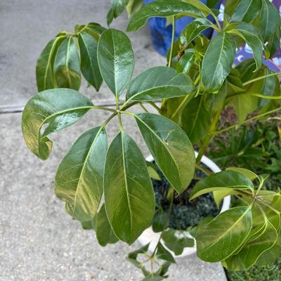 Ceramic Planter With Schefflera Plant