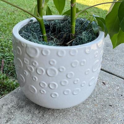 Ceramic Planter With Schefflera Plant