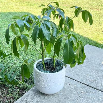 Ceramic Planter With Schefflera Plant