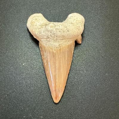 Sharks Tooth