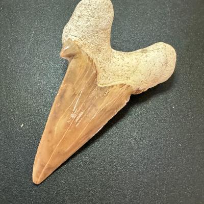 Sharks Tooth