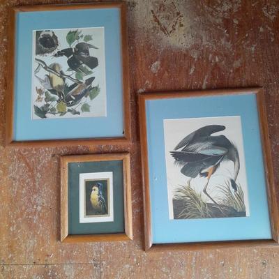 Three framed bird pictures - Two Audobon framed pictures and a smaller bird picture Artwork!