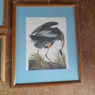 Three framed bird pictures - Two Audobon framed pictures and a smaller bird picture Artwork!