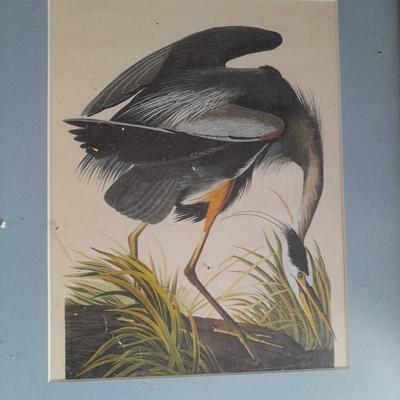 Three framed bird pictures - Two Audobon framed pictures and a smaller bird picture Artwork!