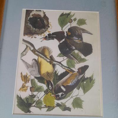 Three framed bird pictures - Two Audobon framed pictures and a smaller bird picture Artwork!