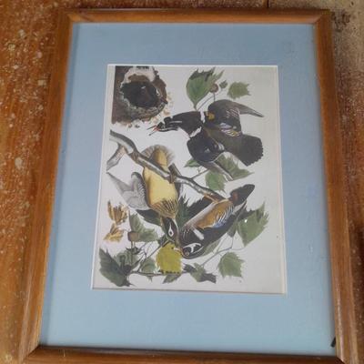 Three framed bird pictures - Two Audobon framed pictures and a smaller bird picture Artwork!