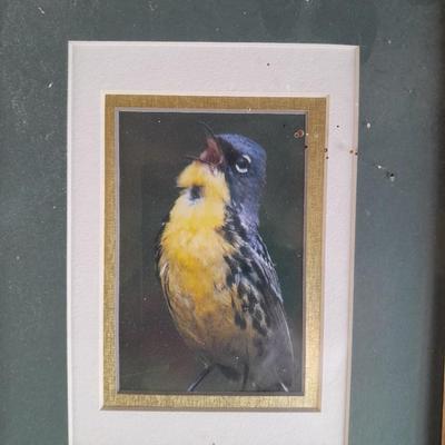 Three framed bird pictures - Two Audobon framed pictures and a smaller bird picture Artwork!