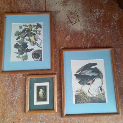 Three framed bird pictures - Two Audobon framed pictures and a smaller bird picture Artwork!