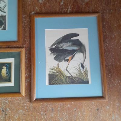 Three framed bird pictures - Two Audobon framed pictures and a smaller bird picture Artwork!