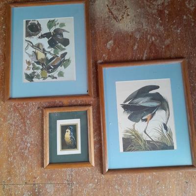 Three framed bird pictures - Two Audobon framed pictures and a smaller bird picture Artwork!