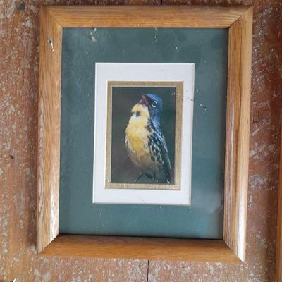 Three framed bird pictures - Two Audobon framed pictures and a smaller bird picture Artwork!