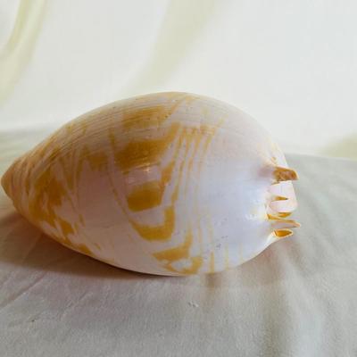 Large Elongated Shell Nautical Beauty
