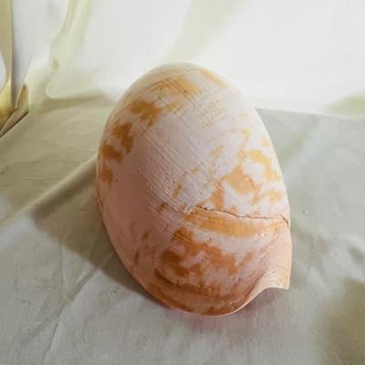 Large Elongated Shell Nautical Beauty