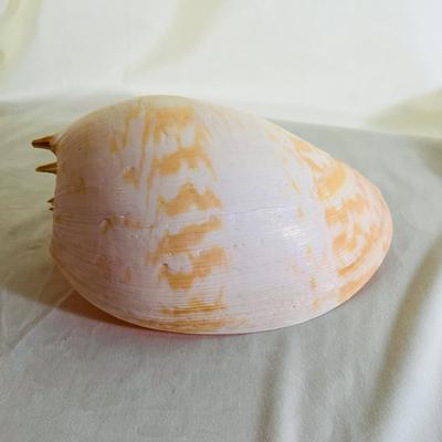 Large Elongated Shell Nautical Beauty