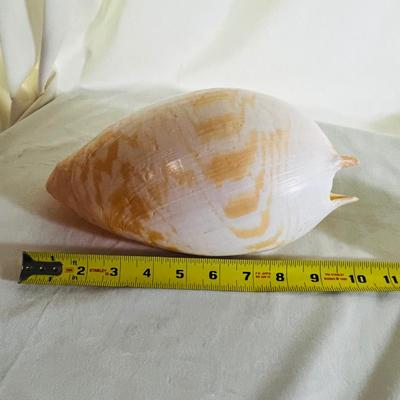 Large Elongated Shell Nautical Beauty