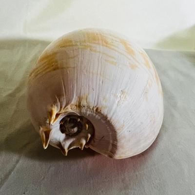 Large Elongated Shell Nautical Beauty