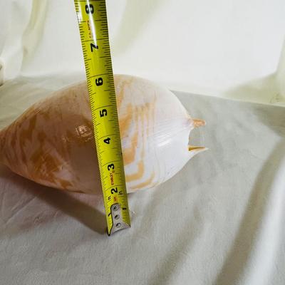 Large Elongated Shell Nautical Beauty