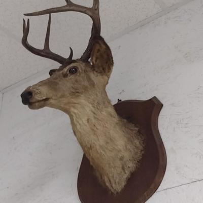 Eight Point Mounted Deer Head Taxidermy Choice A--Trophy Permit on File