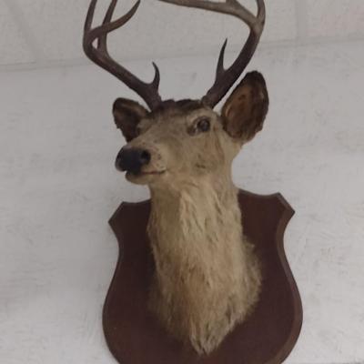 Eight Point Mounted Deer Head Taxidermy Choice A--Trophy Permit on File