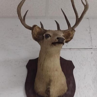 Nine Point Mounted Deer Head Taxidermy Choice B--Trophy Permit on File