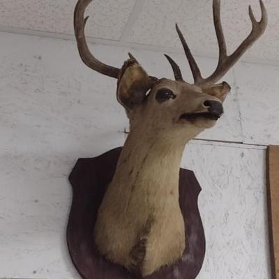 Nine Point Mounted Deer Head Taxidermy Choice B--Trophy Permit on File