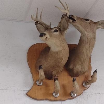 Double Mount Deer Head Sportsman Rack Taxidermy--Trophy Permit on File