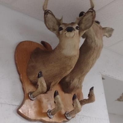 Double Mount Deer Head Sportsman Rack Taxidermy--Trophy Permit on File