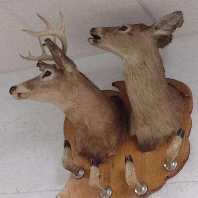 Double Mount Deer Head Sportsman Rack Taxidermy--Trophy Permit on File