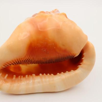 Vintage Italian Hand Carved Cameo on Whole Conch Shell