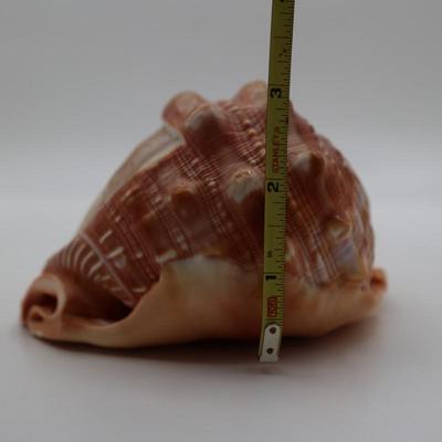 Vintage Italian Hand Carved Cameo on Whole Conch Shell