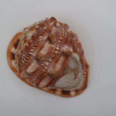Vintage Italian Hand Carved Cameo on Whole Conch Shell