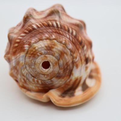 Vintage Italian Hand Carved Cameo on Whole Conch Shell