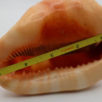 Vintage Italian Hand Carved Cameo on Whole Conch Shell