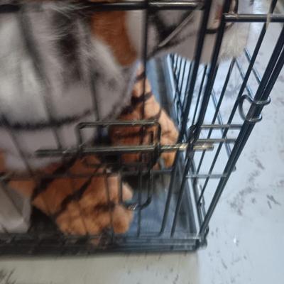 LARGE PLUSH TIGER IN A MEDIUM SIZE PETMATE KENNEL