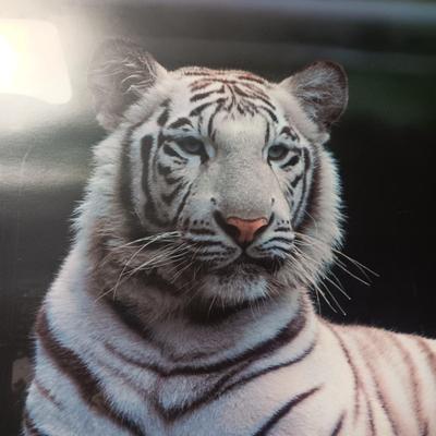 2 WHITE TIGER STATUES AND A FRAMED POSTER