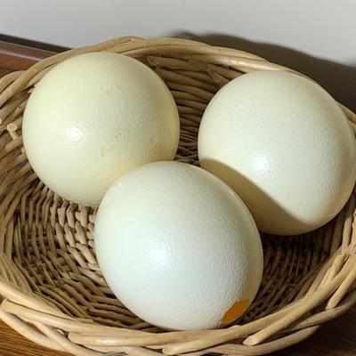 Ostrich Eggs Lot