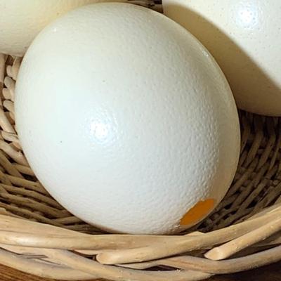 Ostrich Eggs Lot