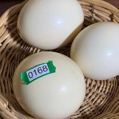 Ostrich Eggs Lot