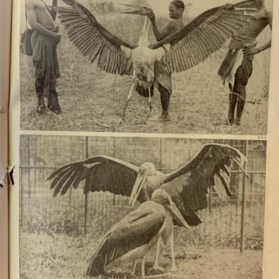 Vintage Wonders of Animal Life 4 Volume Set