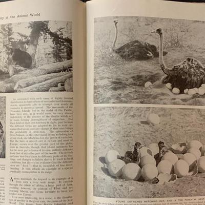 Vintage Wonders of Animal Life 4 Volume Set